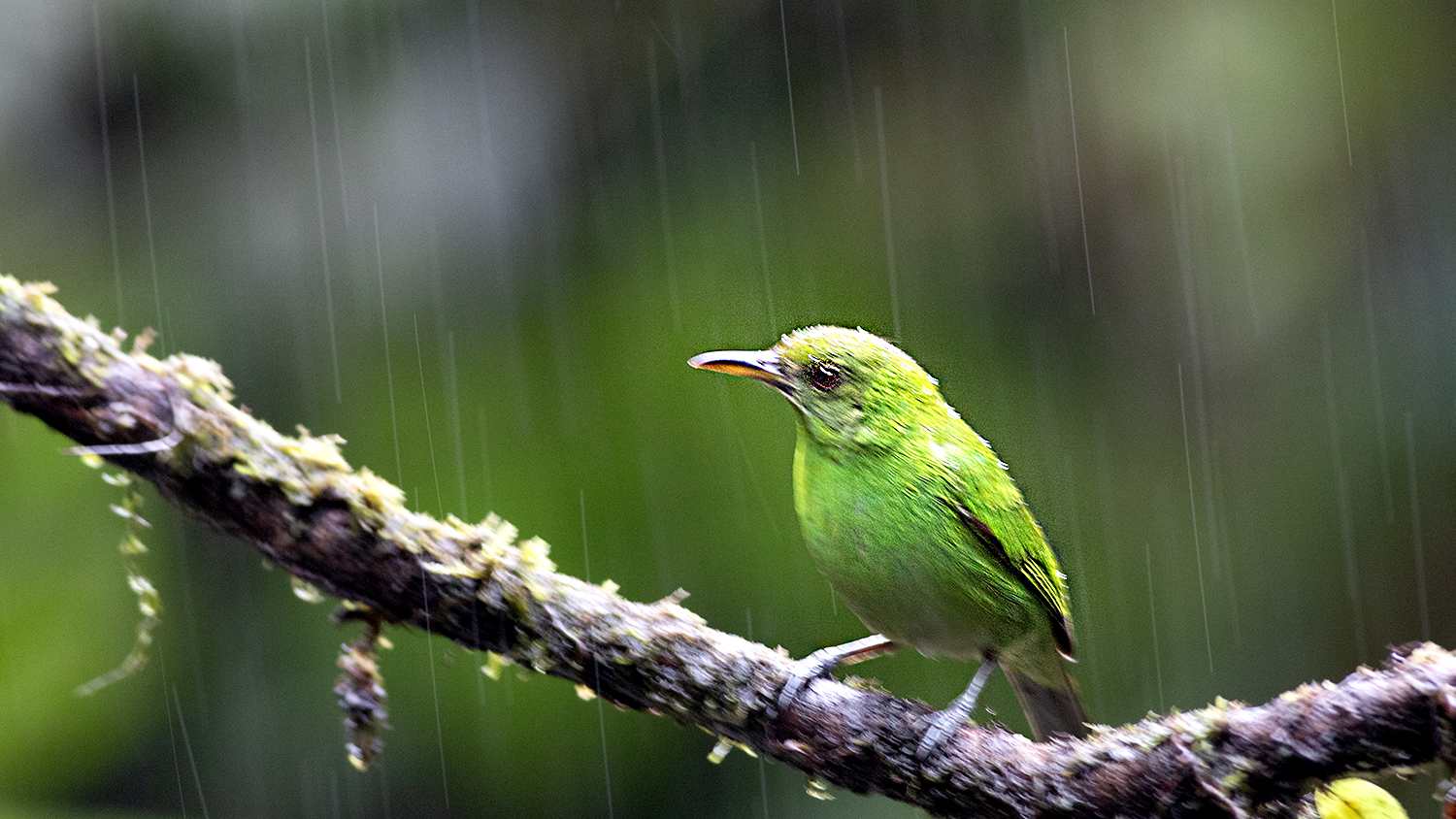 Green Honeycreeper
